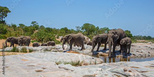 elephant herd drinking in Kruger National Park in South Africa