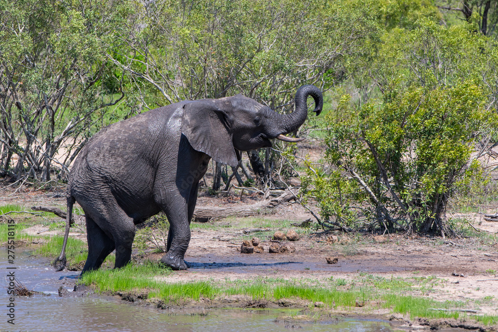 Fototapeta premium Elephant coming out of the water in Kruger National Park in South Africa