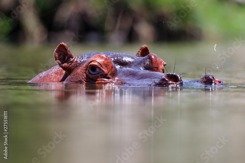 Hippopotamus at a dam in a river in Kruger National Park in South Africa