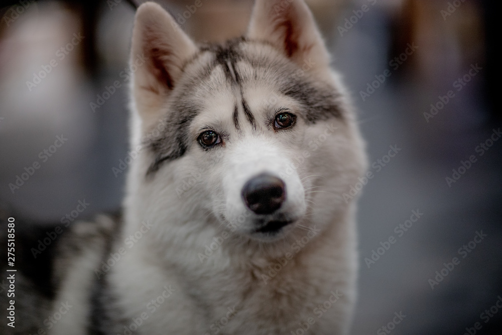 Dogs of different breeds they are always loyal fnd best friends for humabs. Dogs of different breeds they are always loyal fnd best friends for humabs.