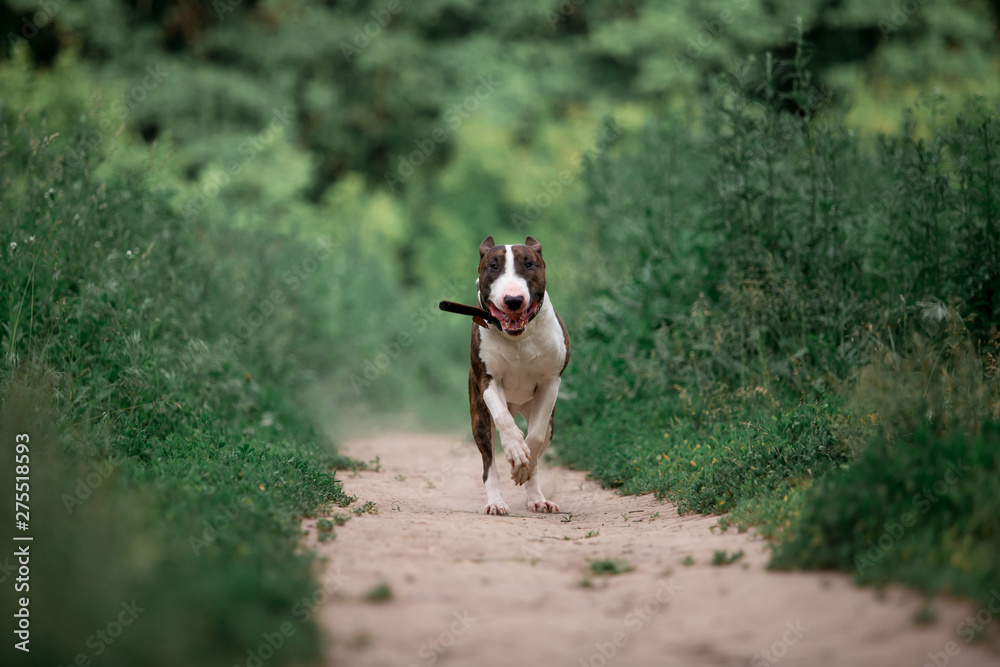 Beautiful dog breed bull terrier walks on green nature
