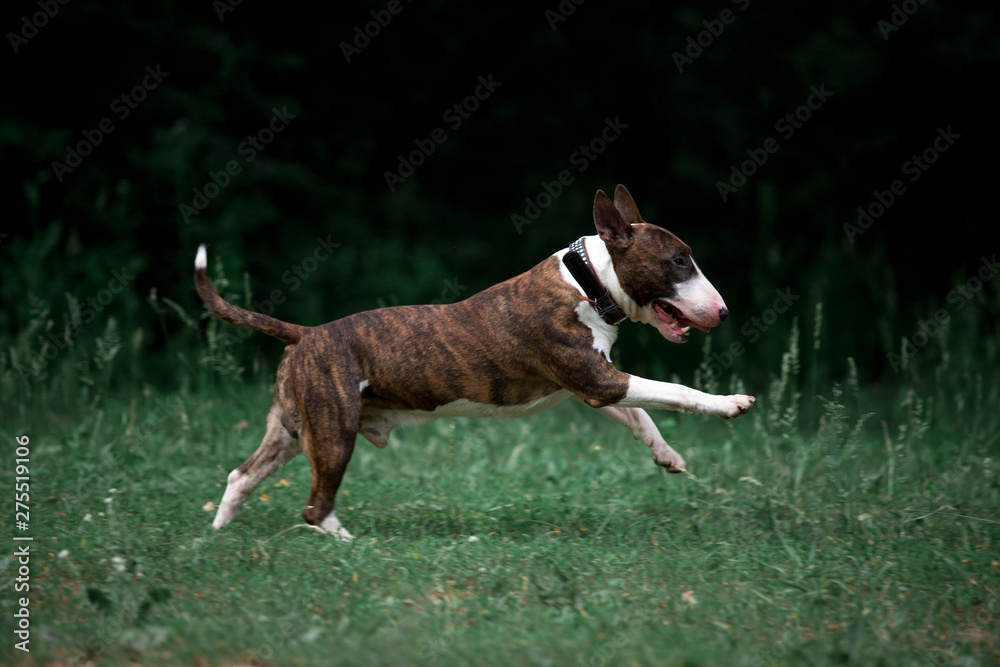Beautiful dog breed bull terrier walks on green nature Beautiful dog breed bull terrier walks on green nature