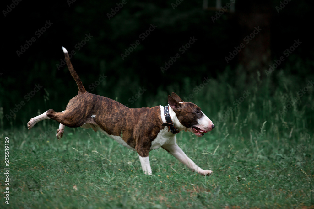 Beautiful dog breed bull terrier walks on green nature Beautiful dog breed bull terrier walks on green nature