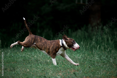 Obraz na plátně Beautiful dog breed bull terrier walks on green nature