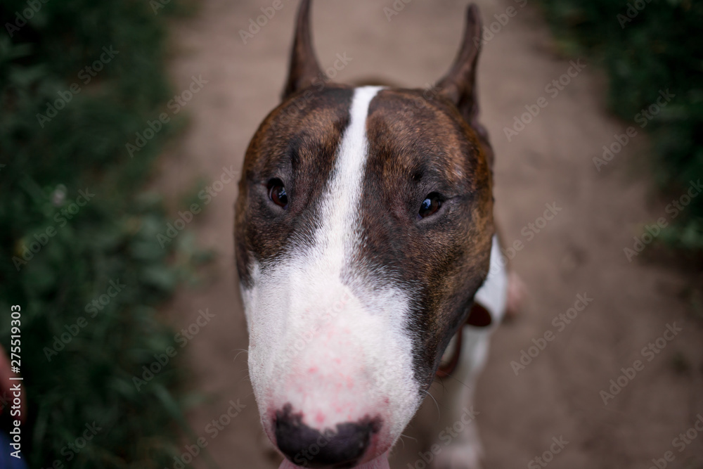 Beautiful dog breed bull terrier walks on green nature Beautiful dog breed bull terrier walks on green nature