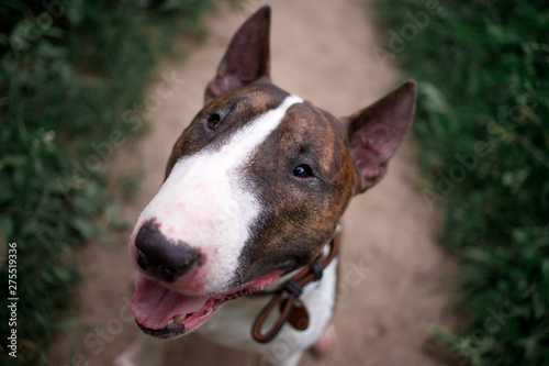 Beautiful dog breed bull terrier walks on green nature