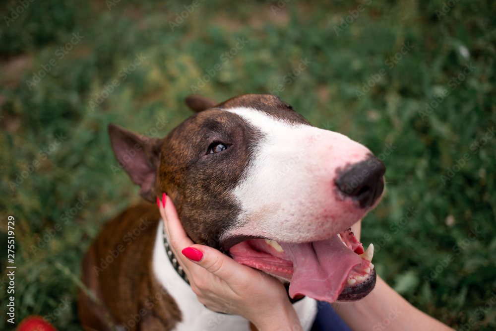 Beautiful dog breed bull terrier walks on green nature Beautiful dog breed bull terrier walks on green nature