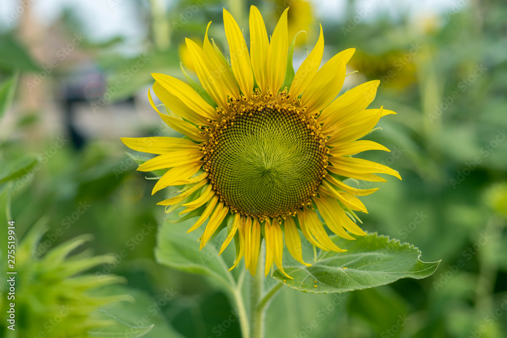 Flower sun shines toward the earth