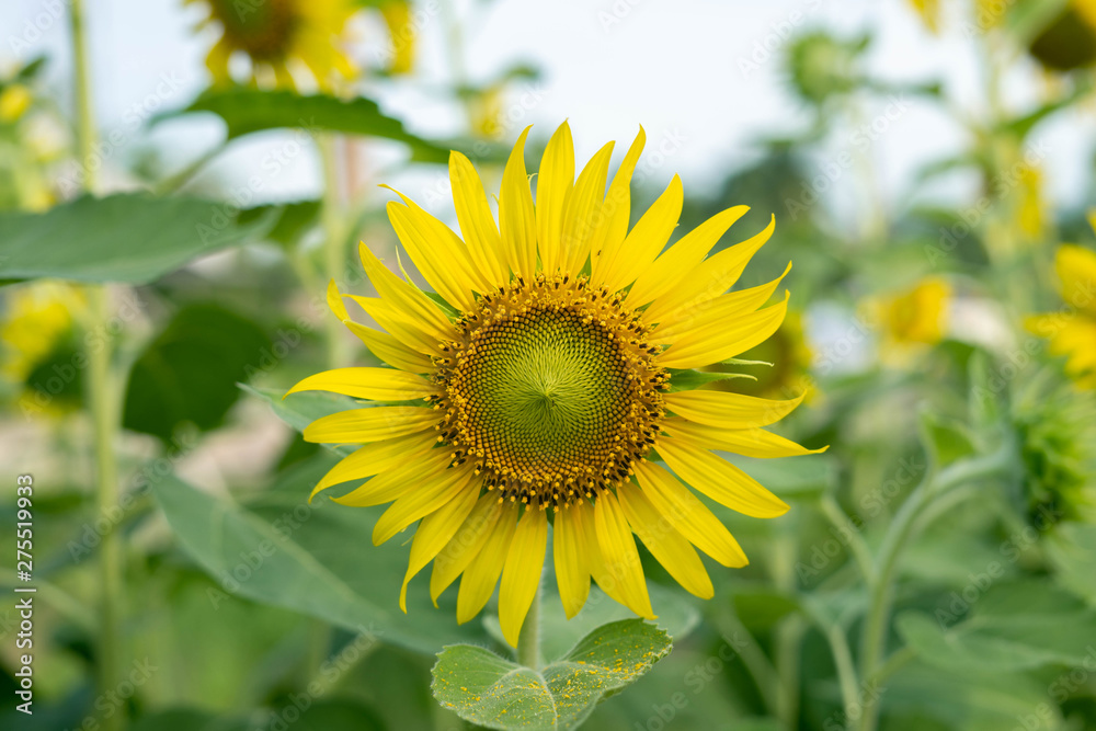Flower sun shines toward the earth Flower sun shines toward the earth
