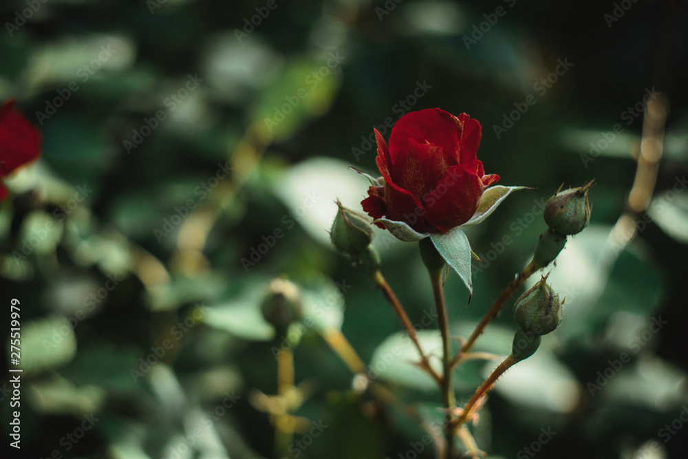 Beautiful red rose in the garden on blurred background. Selective soft focus. As floral background for your art project Beautiful red rose in the garden on blurred background. Selective soft focus. As floral background for your art project