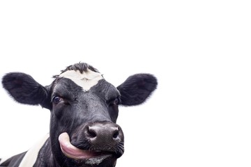 Black and white cow isolated on a white background