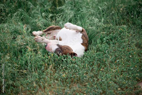 Beautiful dog breed bull terrier walks on green nature
