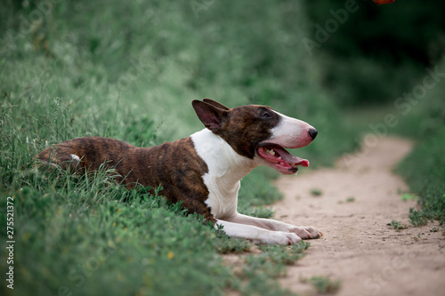 Beautiful dog breed bull terrier walks on green nature