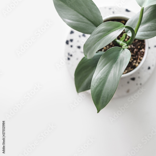 Modern houseplants on a terrazzo board on a white background, minimal creative home decor concept, top view with copy space, Philodendron Hastatum photo