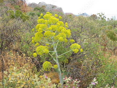 riesenfenchel in monemvasia,