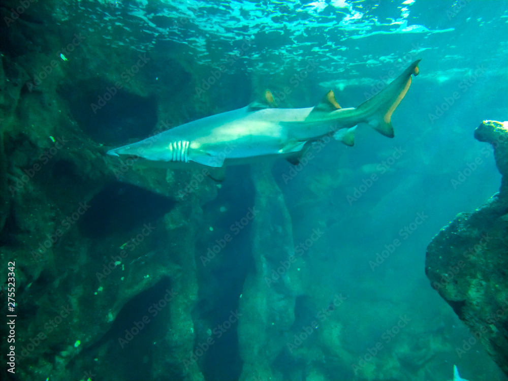 Fototapeta premium Underwater landscape with coral reef and fish. The aquarium inhabitants of the underwater world. Sharks area
