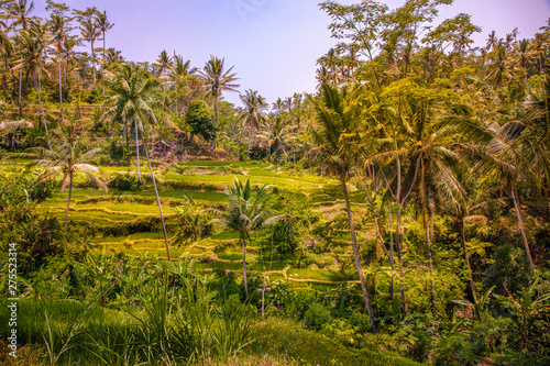Tegallalang Rice Terraces in Ubud, Bali, Indonesia © Shawn