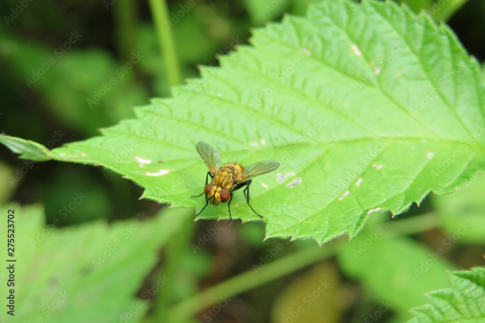 Fruit fly on green leaf in the garden, closeup Fruit fly on green leaf in the garden, closeup