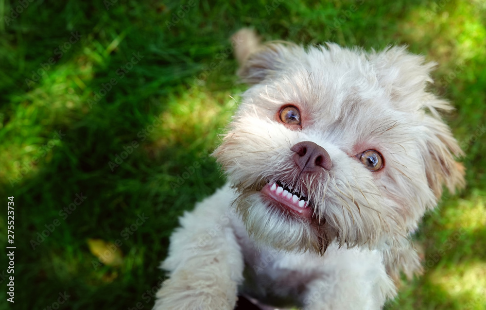 Sweet Cute Dog on Green Grass Sweet Cute Dog on Green Grass