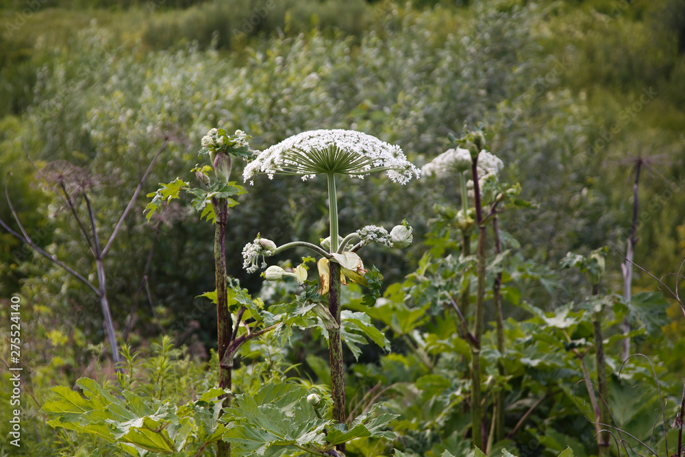 Fototapeta premium Giant cow parsnip growing in the field, Heracleum mantegazzianum