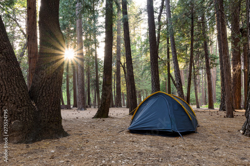 Camping in a pine wood on sunset