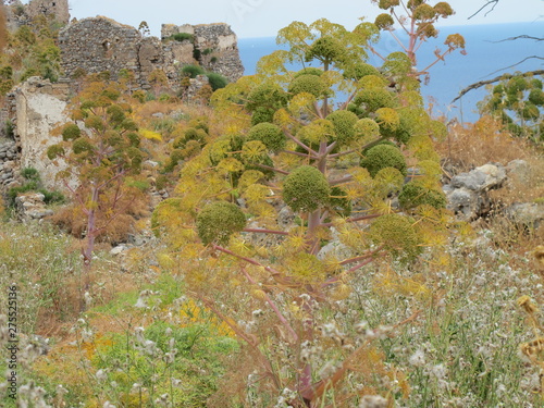 riesenfenchel in monemvasia, photo