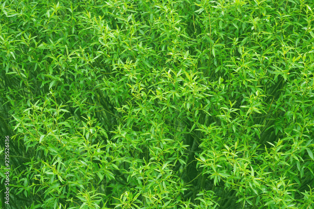 A texture of green foliage. Good template for projects. A texture of green foliage. Good template for projects.