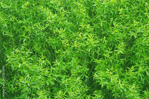 A texture of green foliage. Good template for projects.