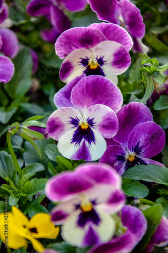 Background  of blooming pansy flowers. Flowerbed of multi-colored pansy flowers in the garden. Close-up. Selective focus.