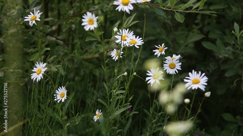field of daisies