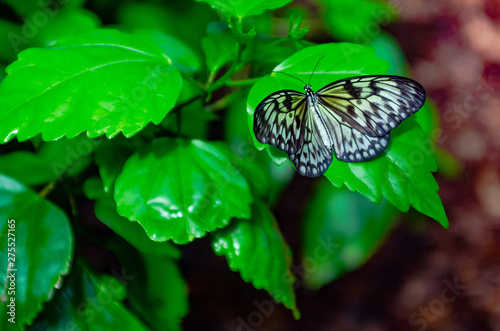  Butterfly and plant. Name of the butterfly is Tree Nymph Butterfly,Rice Paper butterfly. Scientific name is Idea leuconoe Erichson. Rice Paper Butterfly sitting on a flower. photo