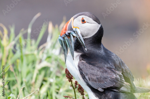 Puffin with sand eels on Lunga Treshnish isles in Scotland