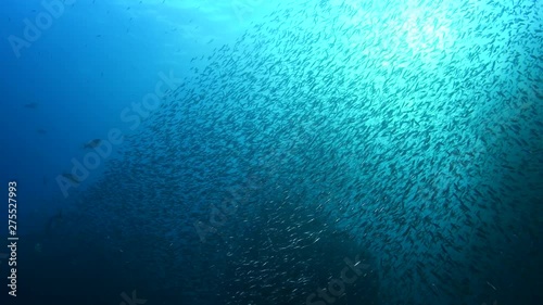 Swimming through a shimmering shoal of Glassfish and school of Yellowtail Scad, Atule mate in Andaman sea 