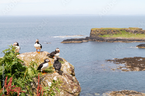 Group of Puffins on a rock in Lunga Treshnish isles in Scotland photo
