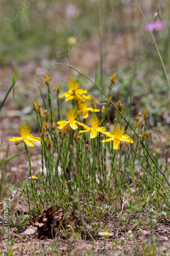 A plant (Hypericum olympicum) close-up photo