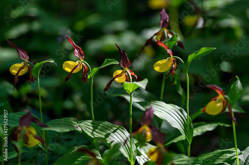 Rare Ladys slipper orchid i...