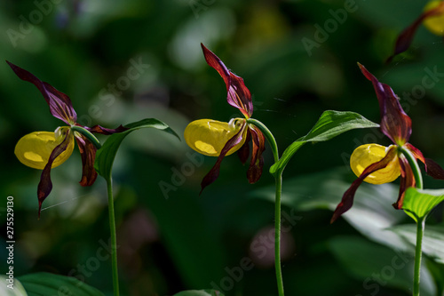Rare Ladys slipper orchid i...