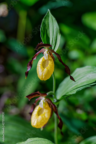 Rare Ladys slipper orchid i...