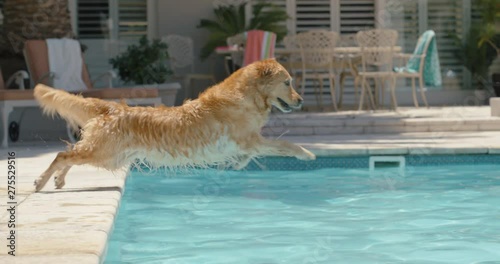 happy dog jumping in swimming pool playing game fetching toy ball golden retriever playfully enjoying summer cute furry canine having fun splashing 4k