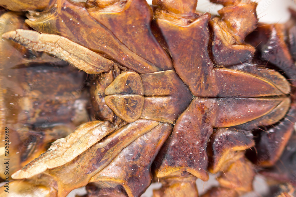 Scorpion is a detachment of arthropods from the class Arachnida. bottom view, belly with solid protective shields on the shell, macro.