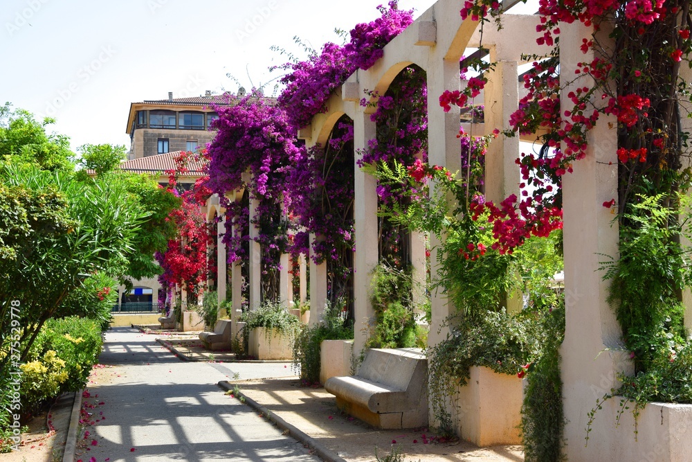 Naklejka premium Bougainvilliers place ajaccio