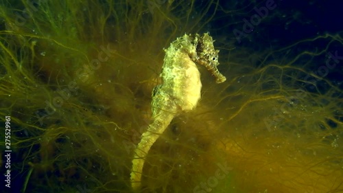 Short snouted seahorse (Hippocampus hippocampus) among algae. photo