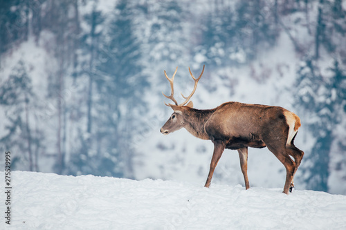 Deer in beautiful winter landscape