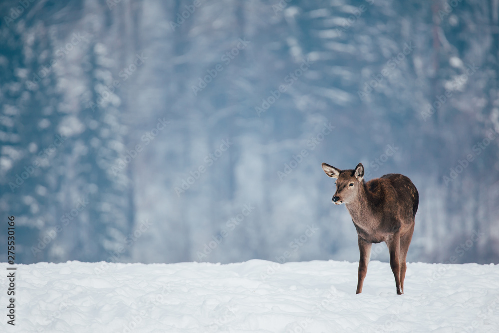 Deer in beautiful winter landscape Deer in beautiful winter landscape
