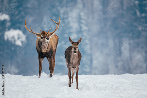 Deer in beautiful winter landscape © belyaaa