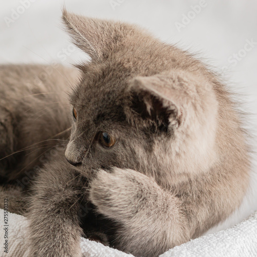 cute domestic kitten lying on white towel