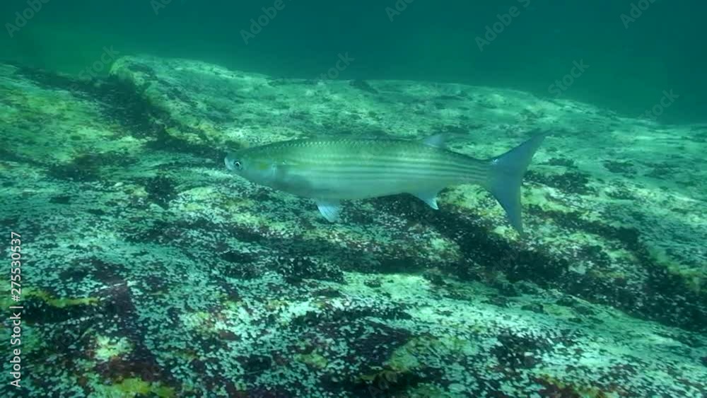 Nutrition of Golden gray mullet (Liza aurata).