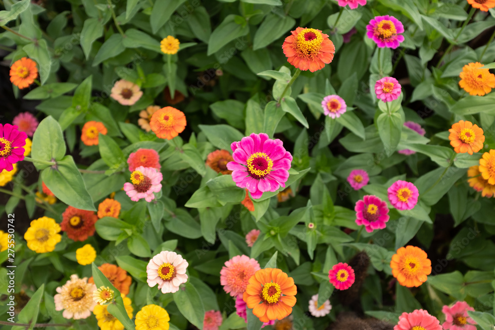 Flower Color Flower Color