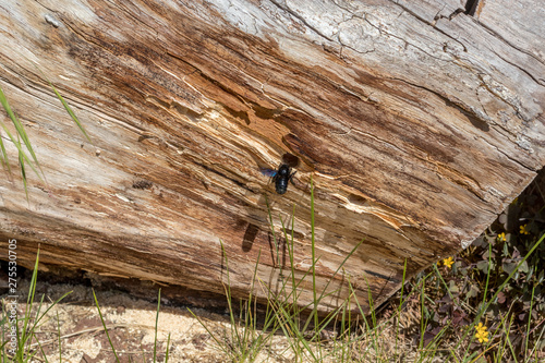 Große Blaue Holzbiene (Xylocopa violacea) fliegt vor Eingang zum Nest an abgestorbenem Birkenholz photo