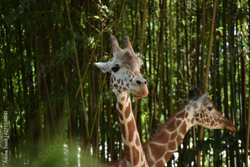 Photography Giraffe Fields